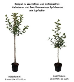 Weißer Klarapfel Malus Domestica -Obstbäume Verkäufe 0 Baumformen Buschbaum und HalbstammEzsSEpeRdt3Uz