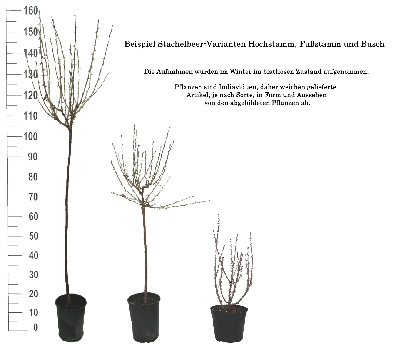 Tatjana, Grün, Fast Stachellos Ribes Uva-crispa `Tatjana´ 4 Tatjana, Grün, Fast Stachellos Ribes Uva-crispa `Tatjana´ – Bild 4