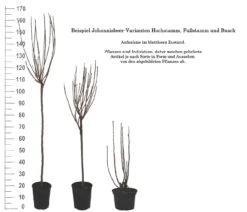 Rolan Ribes Rubrum `Rolan´ 9 Rolan Ribes Rubrum `Rolan´ -Obstbäume Verkäufe 1Beispiel Johannisbeere WuchsformenubMxZbmWVRpso