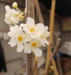 Aprimira Prunus Domestica Subsp. Syriaca `Aprimira´ -Obstbäume Verkäufe 20180404 175702
