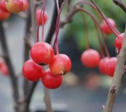 Zwerg-Zierapfel `Adirondack´ Malus ´Adirondack´ -Obstbäume Verkäufe Adirondack Frucht Oktober