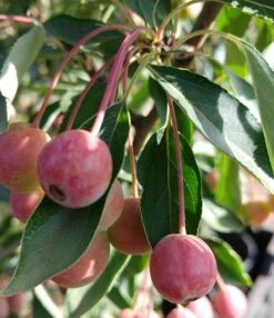 Zwerg-Zierapfel `Adirondack´ Malus ´Adirondack´ -Obstbäume Verkäufe Adirondack159a6b45818e9e