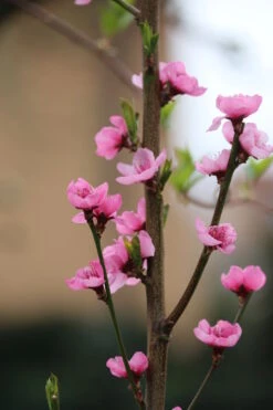 Säulen-Nektarine `Alice Col´ Ⓢ Prunus Nucipersica `Alice Col´ -Obstbäume Verkäufe Alice Col Bl te