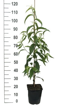 Säulen-Nektarine `Alice Col´ Ⓢ Prunus Nucipersica `Alice Col´ -Obstbäume Verkäufe Alice Col weiss