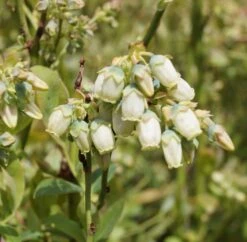 Featured Products -Obstbäume Verkäufe Ama Heidelbeere Bl te