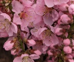 Zwergpfirsich `Amber® Pix ZeeⓈ´ Prunus Persica 7 Zwergpfirsich `Amber® Pix ZeeⓈ´ Prunus Persica -Obstbäume Verkäufe Amber Pix Zee