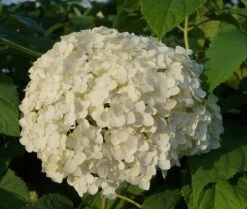 Garten-Hortensie `Incrediball®´ Hydrangea Arborescens -Obstbäume Verkäufe Anabelle Hortensie