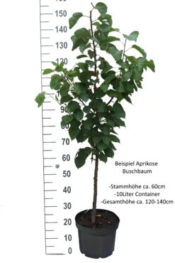 Aprikose `Bergeron´ Prunus Armeniaca `Bergeron´ -Obstbäume Verkäufe Aprikose Beispiel Buschbaum