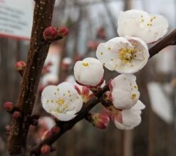 Ungarische Beste Prunus Armeniaca `Ungarische Beste´ 8 Ungarische Beste Prunus Armeniaca `Ungarische Beste´ -Obstbäume Verkäufe Aprikose Bl te