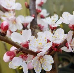 Kompakt Wachsende Aprikose `CompactaⓇ´ Prunus Armeniaca `Compacta´ -Obstbäume Verkäufe Aprikose Compacta