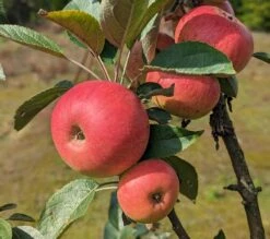 Säulenapfel Arbat ® Malus Domestica -Obstbäume Verkäufe Arbat S ulenapfel2
