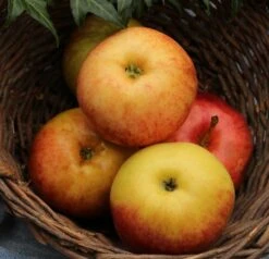 Obstbäume Verkäufe 36 Obstbäume Verkäufe -Obstbäume Verkäufe Arbat1lfGBrLIyksR41