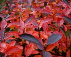 Aronia- Apfelbeere Hugin Aronia Melanocarpa `Hugin´ -Obstbäume Verkäufe Aronia Hugin Herbstf rbung