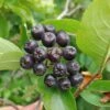 Aronia- Apfelbeere Hugin Aronia Melanocarpa `Hugin´