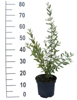 Silberblättrige Büffelbeere Sheperdia Argentea -Obstbäume Verkäufe B ffelbeere weiss