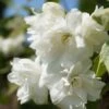 Bauern-Jasmin `Schneesturm´ Philadelphus Coronarius `Schneesturm´