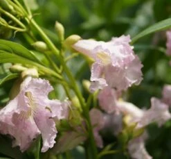 Sommerglocke / Baumoleander `Summer Bells´ Chitalpa Tashkentensis `Summer Bells´ -Obstbäume Verkäufe Baumoleander Summer Bells 1