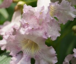 Sommerglocke / Baumoleander `Summer Bells´ Chitalpa Tashkentensis `Summer Bells´ -Obstbäume Verkäufe Baumoleander Summer Bells 4