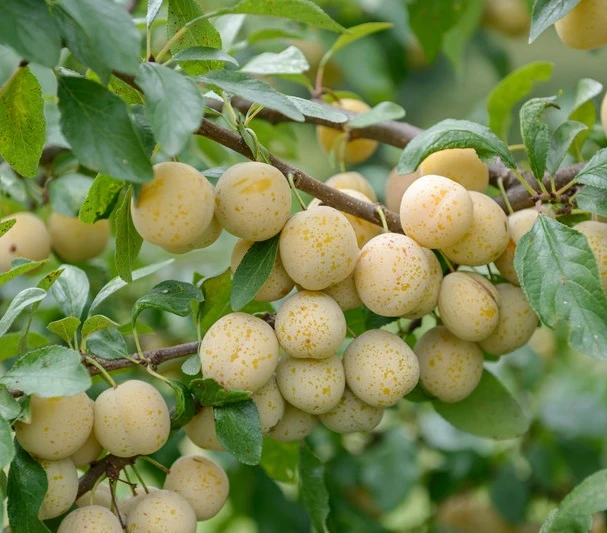 Mirabelle `Bellamira´ ® Prunus Domestica Subsp. Syriaca `Bellamira´ 1 Mirabelle `Bellamira´ ® Prunus Domestica Subsp. Syriaca `Bellamira´