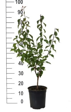 Japanische Zier-Aprikose `Beni-chi-dori´ Prunus Mume `Beni-chi-dori´ 7 Japanische Zier-Aprikose `Beni-chi-dori´ Prunus Mume `Beni-chi-dori´ -Obstbäume Verkäufe Beni chi dori Zieraprikose