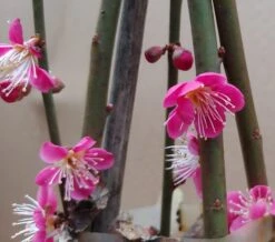 Japanische Zier-Aprikose `Beni-chi-dori´ Prunus Mume `Beni-chi-dori´ 6 Japanische Zier-Aprikose `Beni-chi-dori´ Prunus Mume `Beni-chi-dori´ -Obstbäume Verkäufe Benichidori