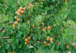 Aprikose `Bergeron´ Prunus Armeniaca `Bergeron´ -Obstbäume Verkäufe Bergeron 3