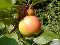 Obstbäume Verkäufe 12 Obstbäume Verkäufe -Obstbäume Verkäufe Biesterfelder