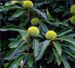 Esskastanie `Doré De Lyon´ Castanea Sativa `Dore De Lyon´ -Obstbäume Verkäufe Bilder Green Base 004 1