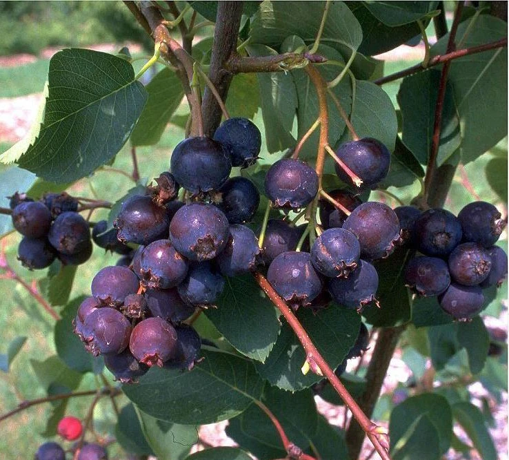 Prince William-Großfruchtige Felsenbirne Amelanchier `Prince William´ 1 Prince William-Großfruchtige Felsenbirne Amelanchier `Prince William´