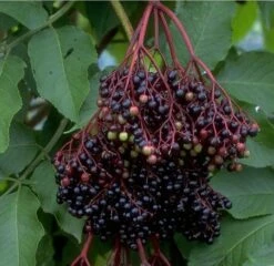 Holunder Haschberg Sambucus Nigra `Haschberg´ -Obstbäume Verkäufe Bilder Green Base 075