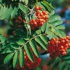 Essbare Eberesche - Sorbus `Edulis´ Sorbus Aucuparia `Edulis´