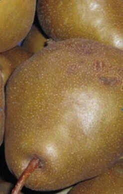 Uta Pyrus Communis `Uta´ -Obstbäume Verkäufe Birne UTA