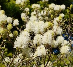 Großer Federbuschstrauch Fothergilla Major -Obstbäume Verkäufe Bl te Fothergilla