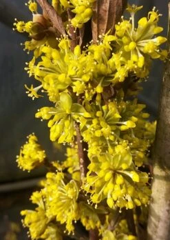 Featured Products -Obstbäume Verkäufe Bl te Jolico kornelkirsche