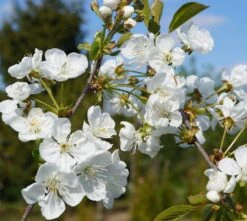 Obstbäume Verkäufe 14 Obstbäume Verkäufe -Obstbäume Verkäufe Bl te Kobold Sauerkirsche