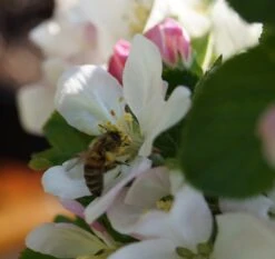 Säulenapfel `Rondo´ Malus Domestica `Rondo´ -Obstbäume Verkäufe Bl te Rondo mit Biene