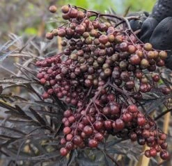 Holunder Black Lace ® Sambucus Nigra `Black Lace´ 9 Holunder Black Lace ® Sambucus Nigra `Black Lace´ -Obstbäume Verkäufe Black Lace Furcht