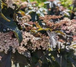 Holunder-Säule Black Tower (R) Sambucus Nigra `Black Tower´ -Obstbäume Verkäufe Black Tower1