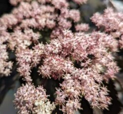 Holunder-Säule Black Tower (R) Sambucus Nigra `Black Tower´ -Obstbäume Verkäufe Black tower2