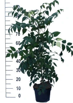 Blauschote / Blaugurkenbaum Decaisnea Fargesii 6 Blauschote / Blaugurkenbaum Decaisnea Fargesii -Obstbäume Verkäufe Blauschote Decaisnea weiss