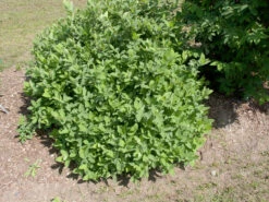 Sibirische Blaubeere "Blue Velvet" Lonicera Kamtschatica `Blue Velvet´ -Obstbäume Verkäufe Blue Velvet Kordes Jungpflanzen