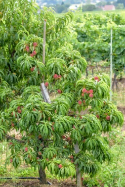 Zwergpfirsich `Bonanza´ Prunus Persica -Obstbäume Verkäufe Bonanza