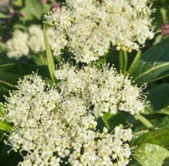 Amerikanischer Schneeball `Brandywine´ Viburnum Nudum `Brandywine´ 9 Amerikanischer Schneeball `Brandywine´ Viburnum Nudum `Brandywine´ -Obstbäume Verkäufe Brandywine bl te