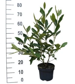 Amerikanischer Schneeball `Brandywine´ Viburnum Nudum `Brandywine´ 10 Amerikanischer Schneeball `Brandywine´ Viburnum Nudum `Brandywine´ -Obstbäume Verkäufe Brandywine weiss