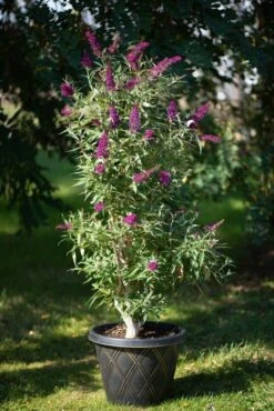 Säulen-Sommerflieder `Butterfly Tower´ Buddleja Davidii `Butterfly Tower´ -Obstbäume Verkäufe Butterfly Tower Kordes Jungpflanzen2