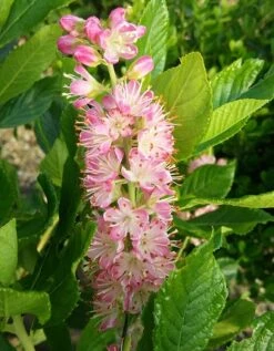 Zimterle - Clethra Clethra Alnifolia -Obstbäume Verkäufe CLethra 1
