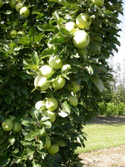 Zwergapfel `Cactus´ Malus Domestica `Cactus´ -Obstbäume Verkäufe Cactus 1