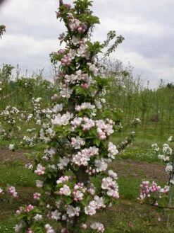 Zwergapfel `Cactus´ Malus Domestica `Cactus´ -Obstbäume Verkäufe Cactus2