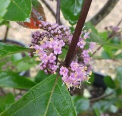 Schönfrucht, Liebesperlenstrauch Callicarpa Bodinieri `Profusion´ -Obstbäume Verkäufe Callicarpa Sch nfrucht Bl te
