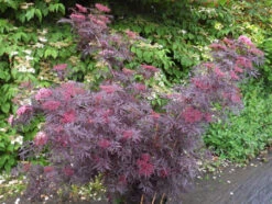 Holunder `Cherry Lace´ Sambucus Nigra `Cherry Lace´ -Obstbäume Verkäufe Cherry LAce3